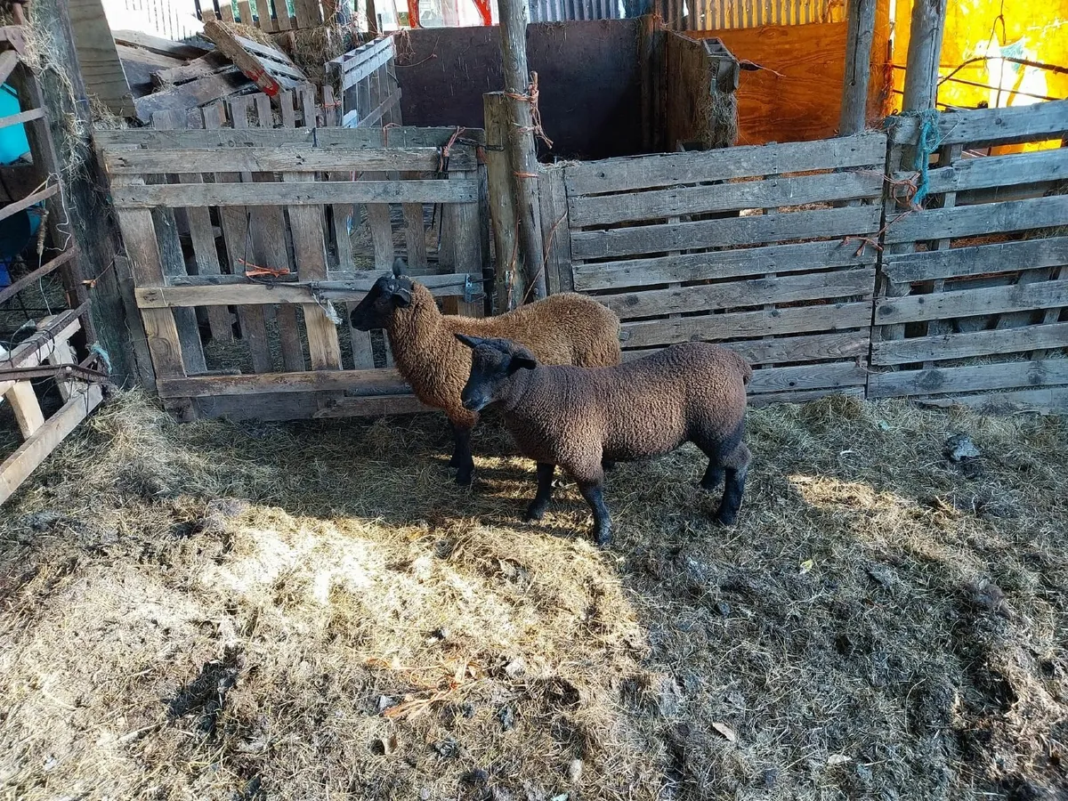 Lamb - Image 3