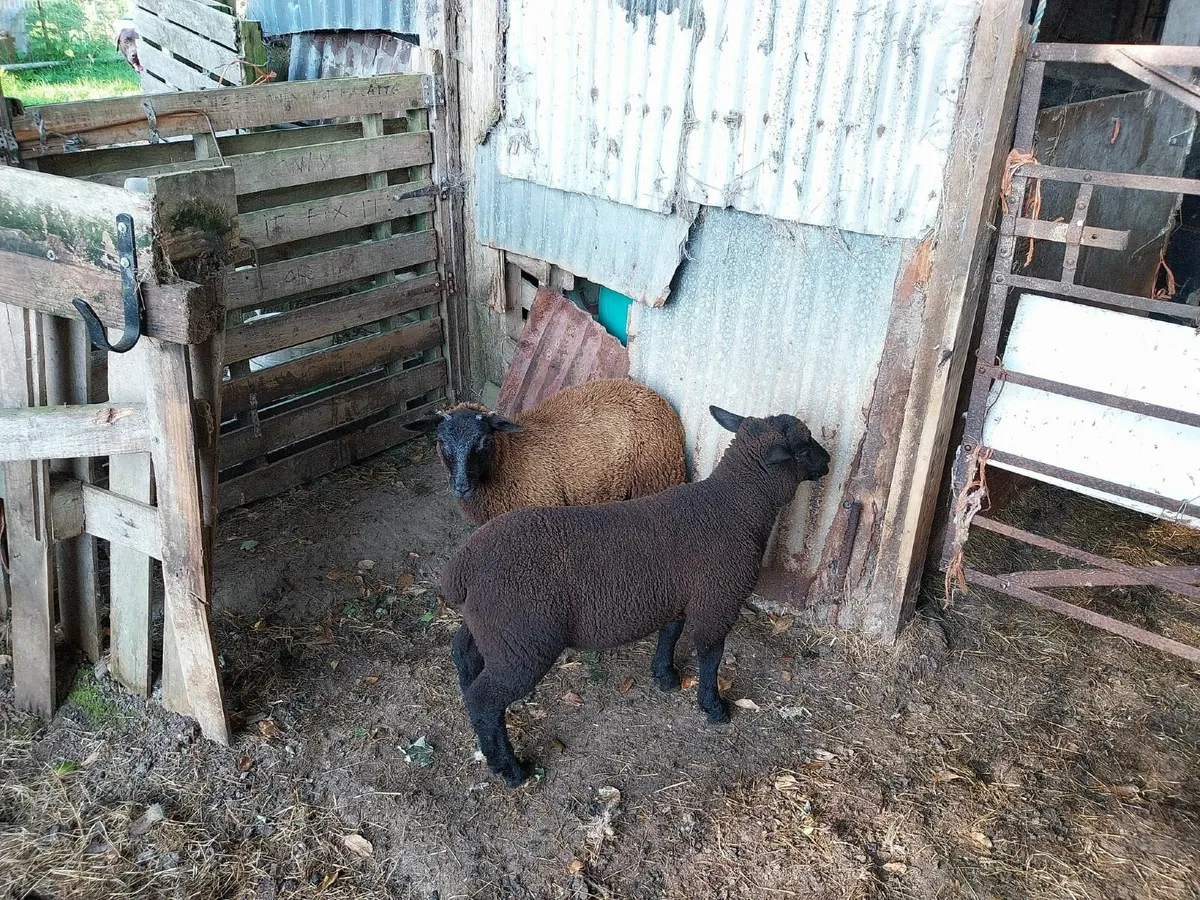 Lamb - Image 4