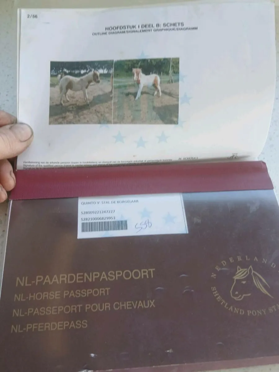 Two ponies for sale - Image 1