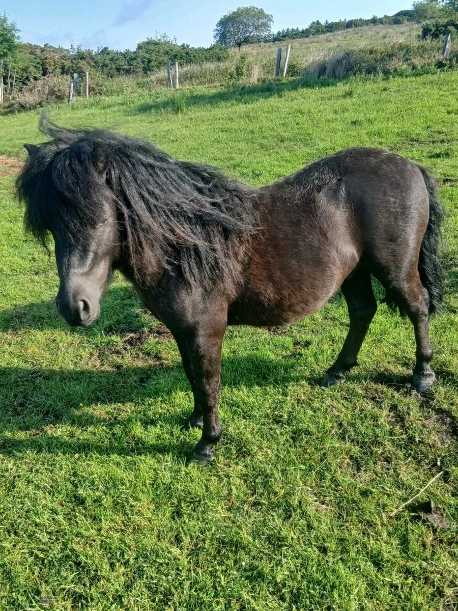 Two ponies for sale - Image 2