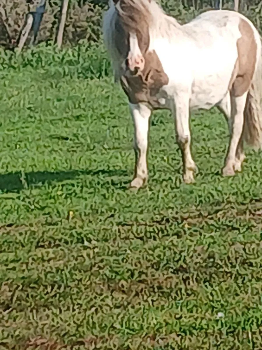 Two ponies for sale - Image 3