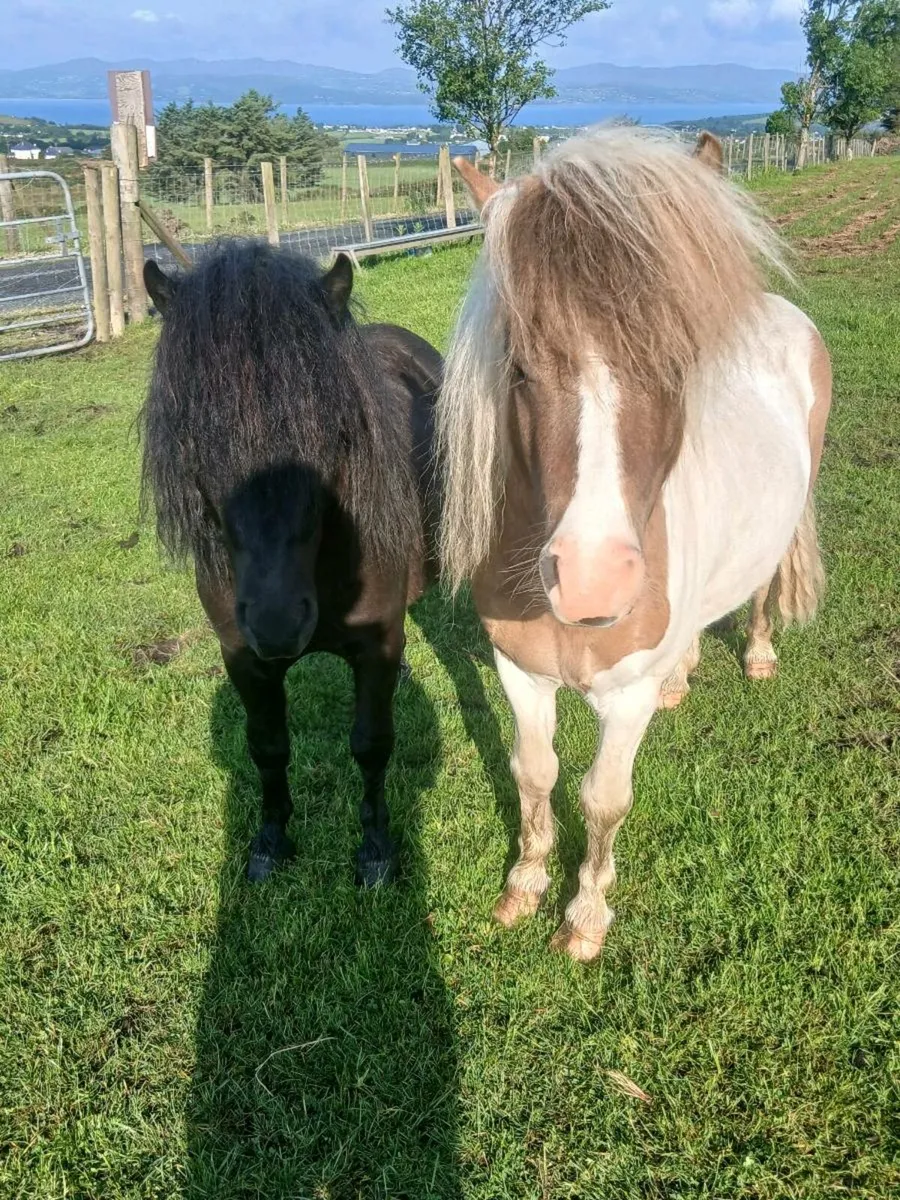 Two ponies for sale - Image 4