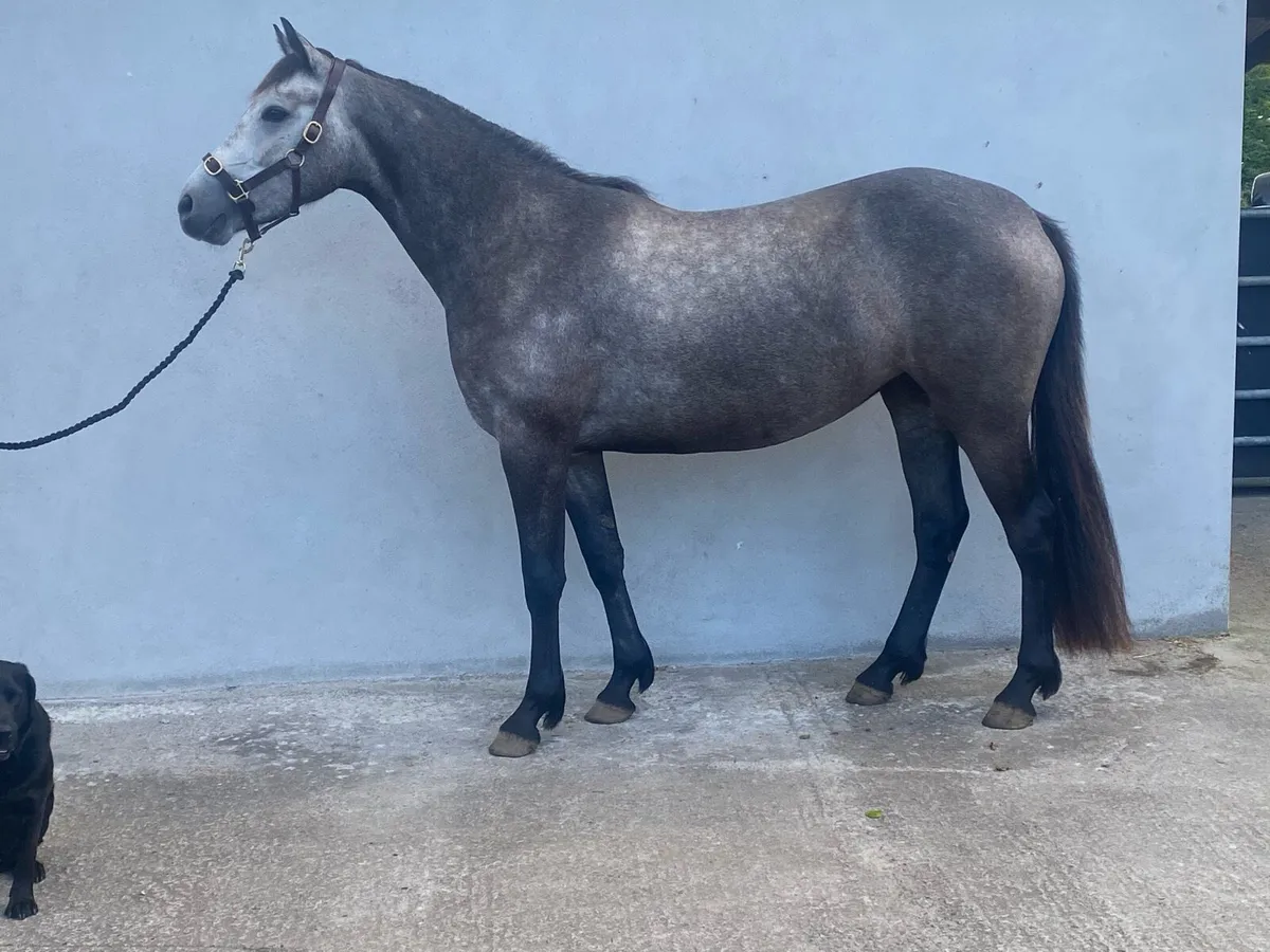 3yr old filly, Connemara X , 15hh - Image 1