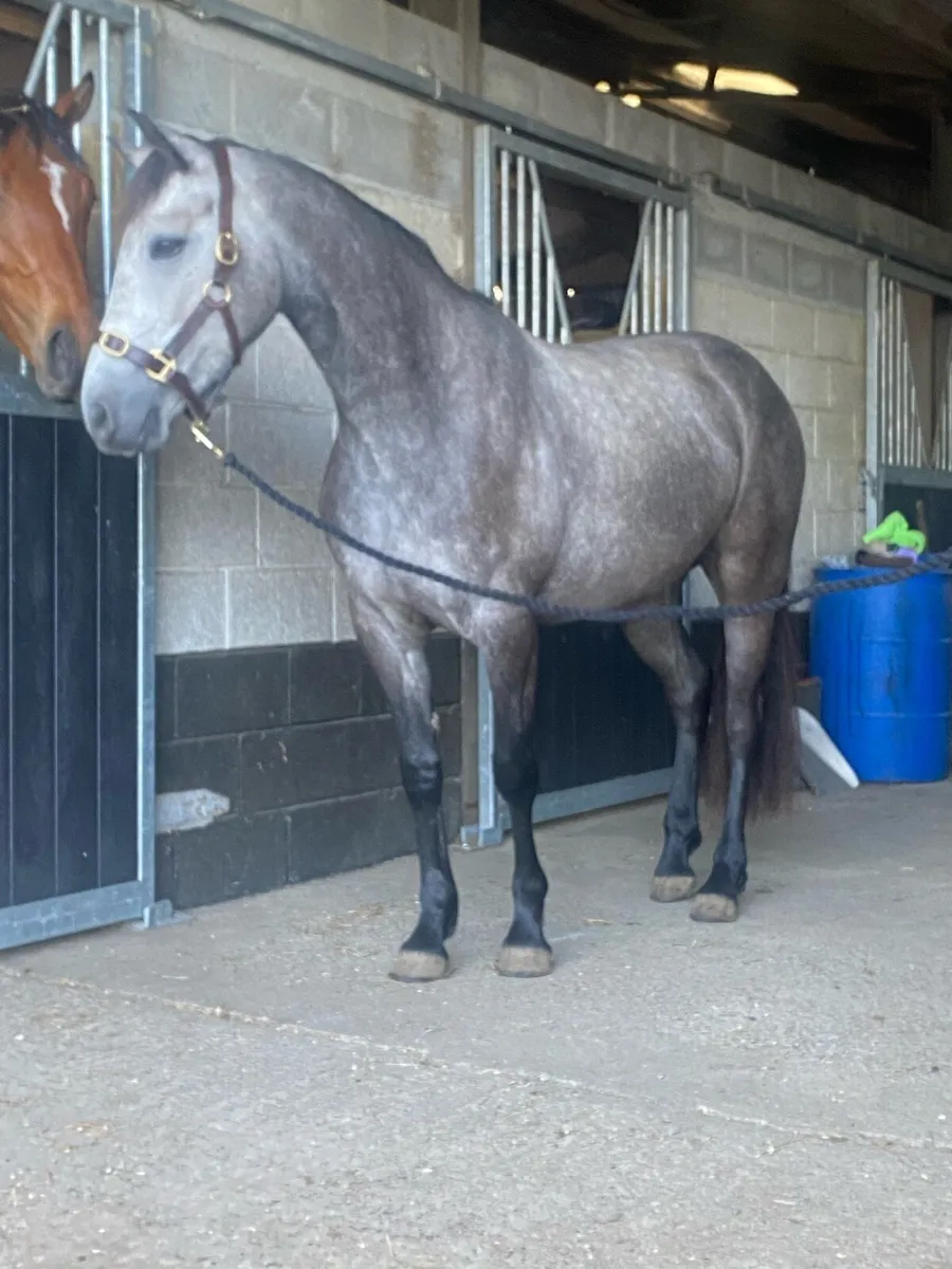 3yr old filly, Connemara X , 15hh - Image 2