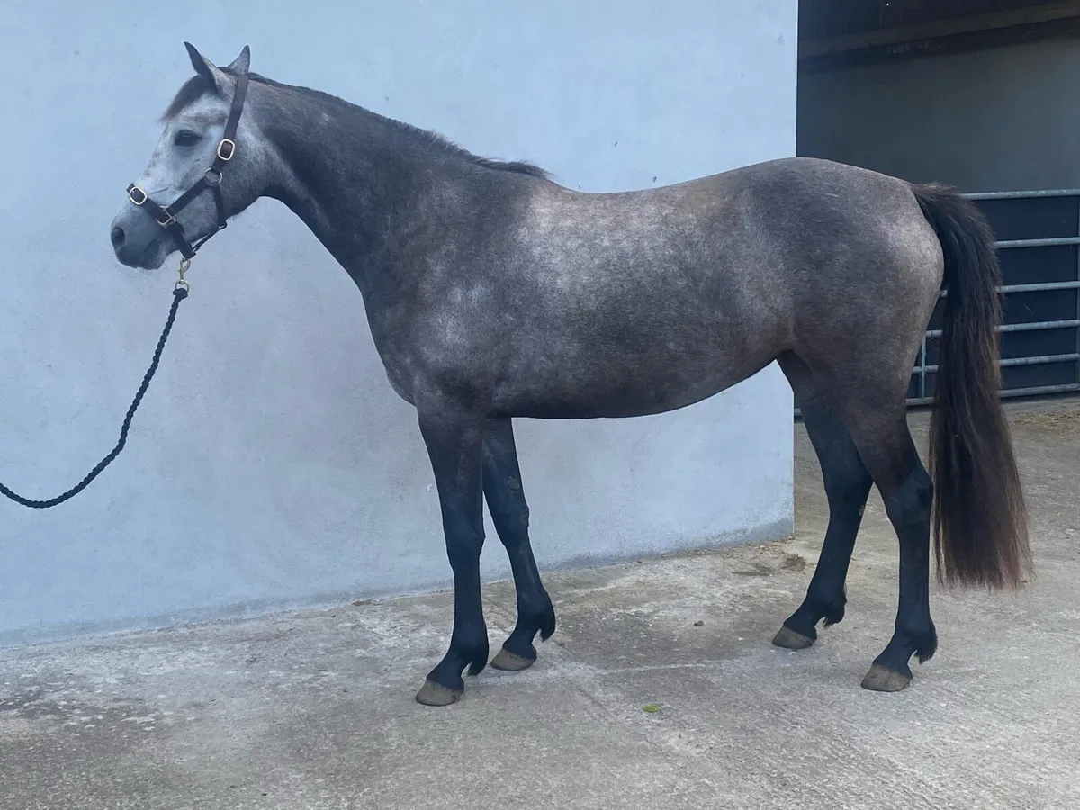 3yr old filly, Connemara X , 15hh - Image 4