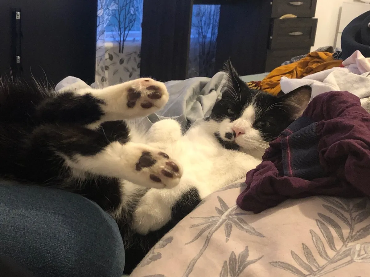 Cat