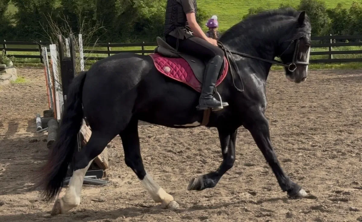 15.2hh cob - Image 1