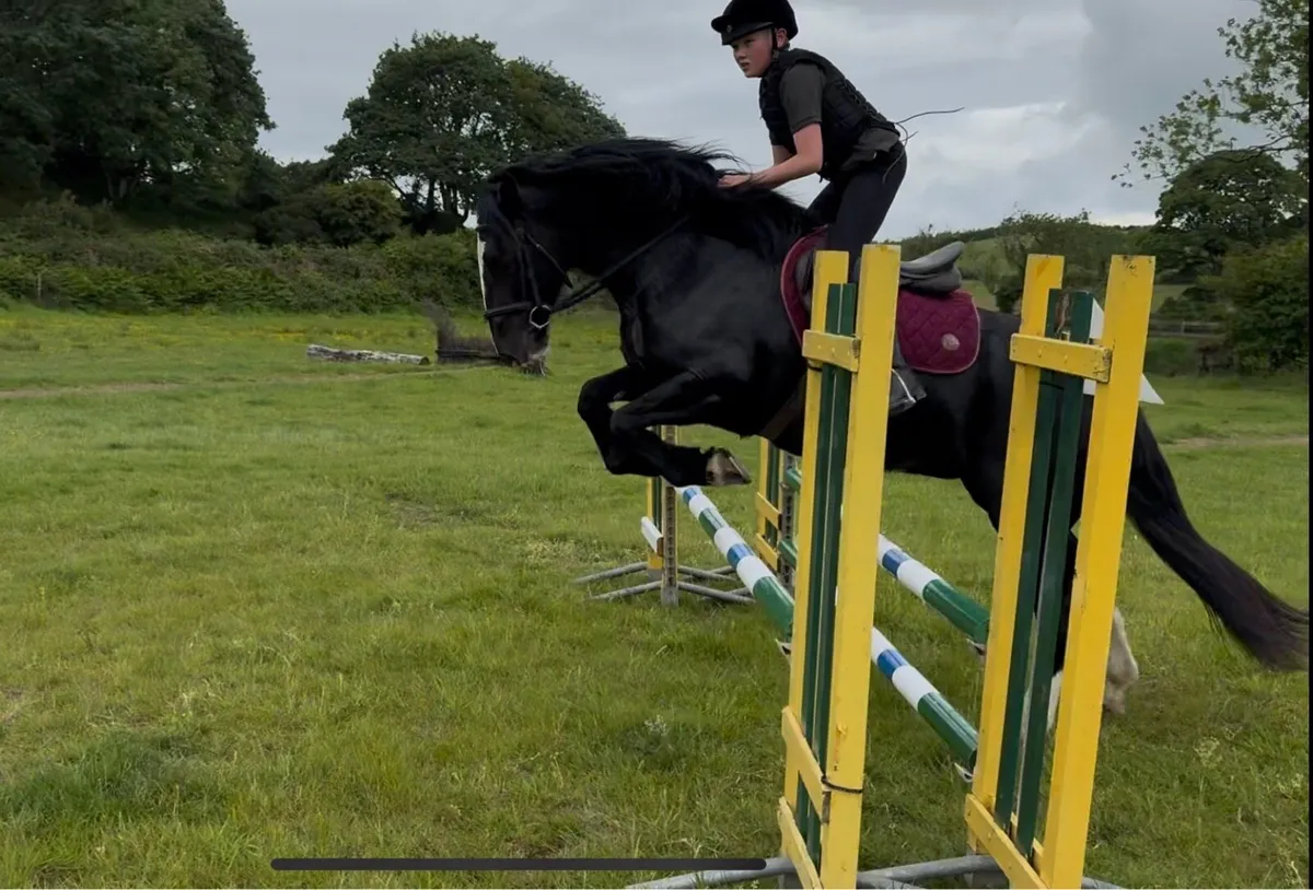15.2hh cob - Image 2