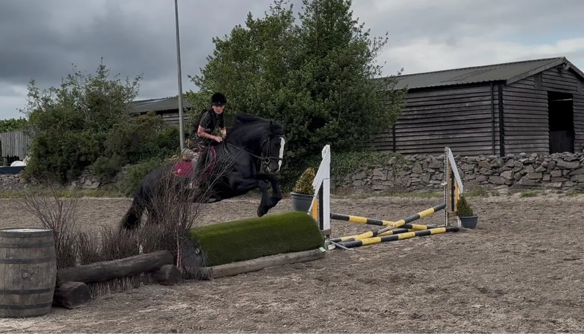 15.2hh cob - Image 3