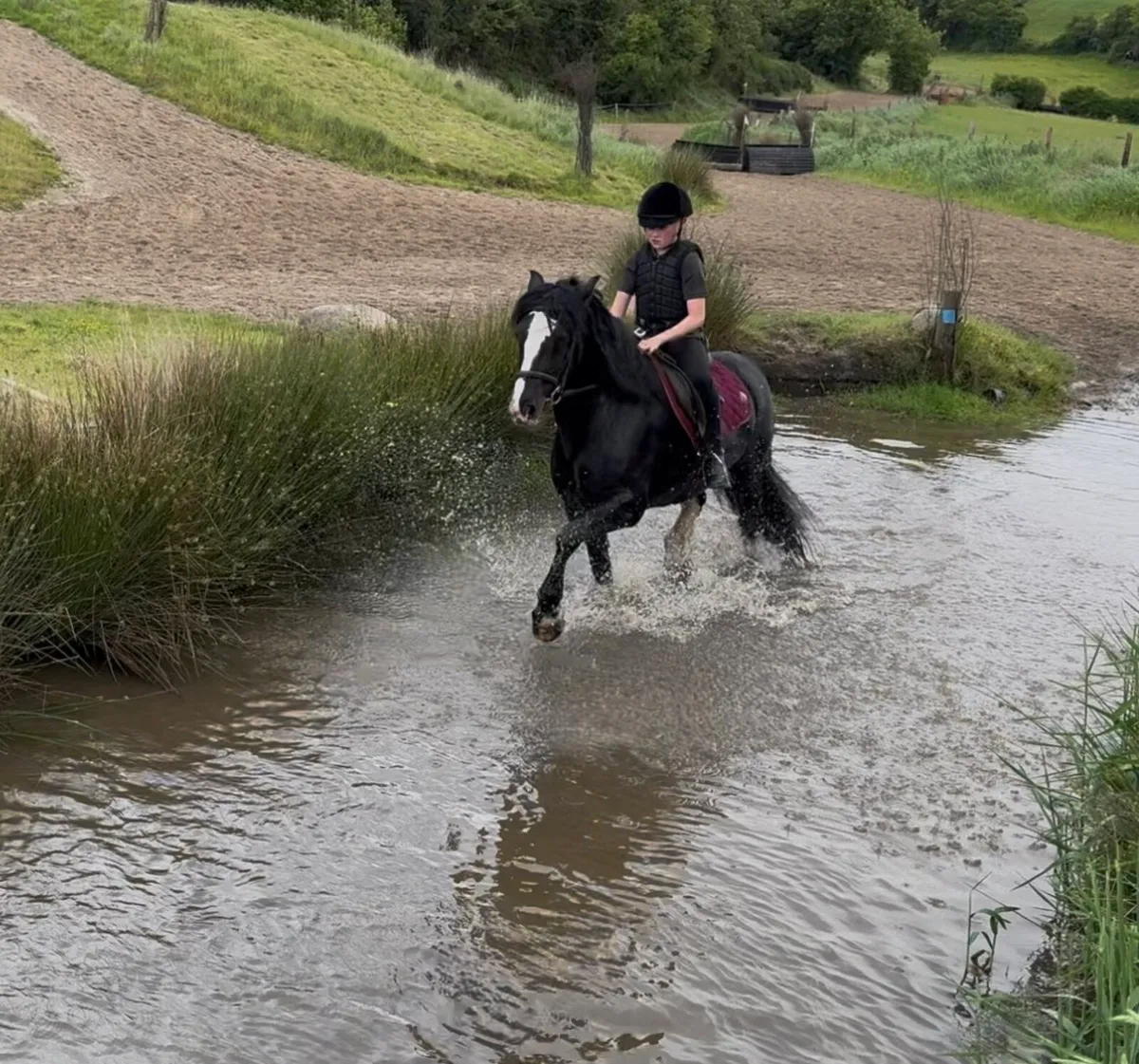 15.2hh cob - Image 4