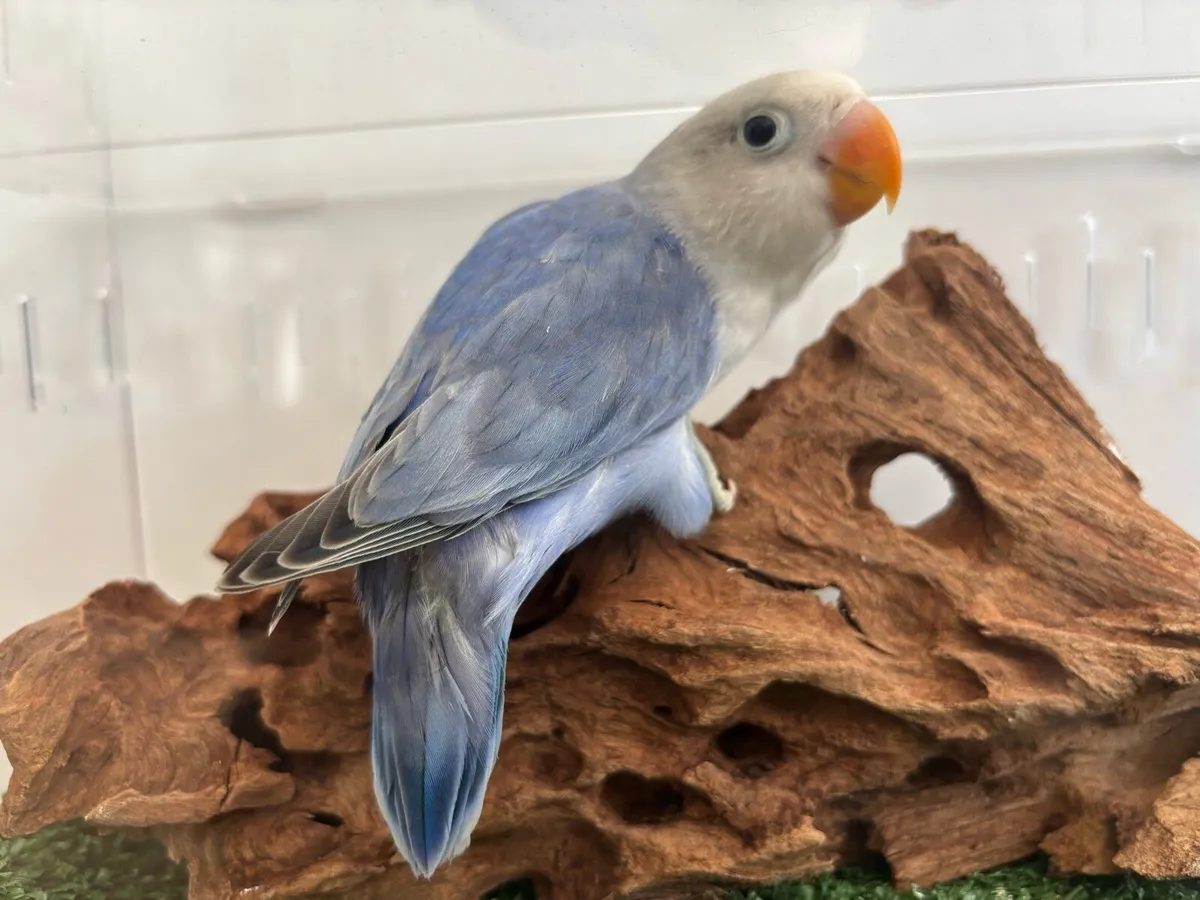 Beautiful Opaline Fischers Lovebird!!! - Image 2