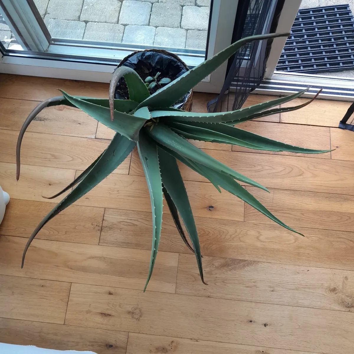 Aloe Vera house plant with wicker pot - Image 3