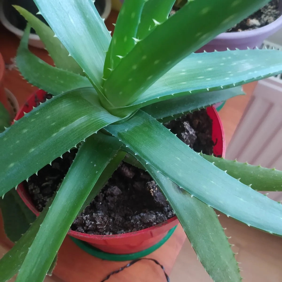 Aloe - Image 1