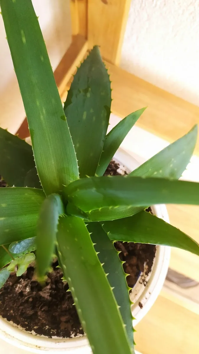 Aloe - Image 2