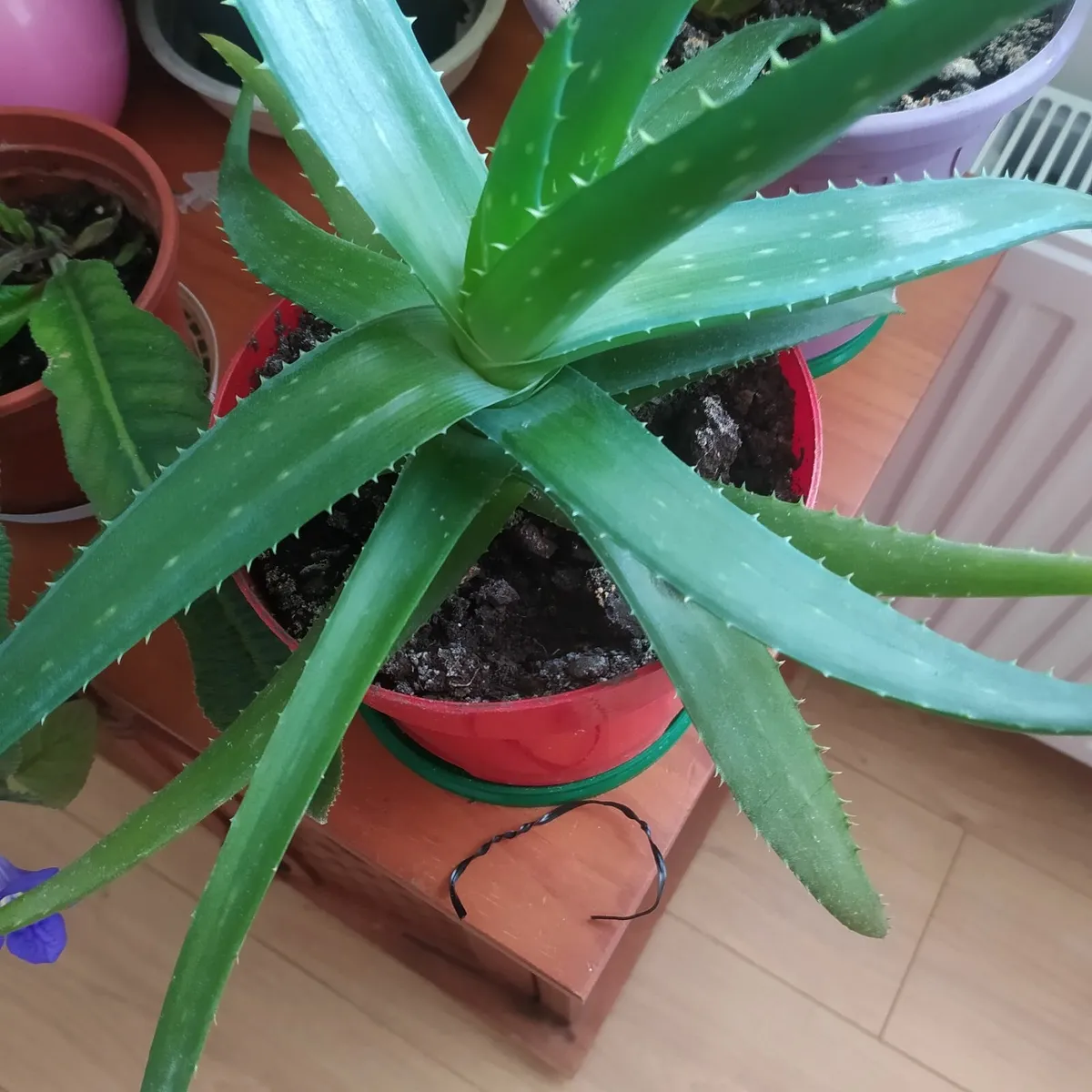 Aloe - Image 3