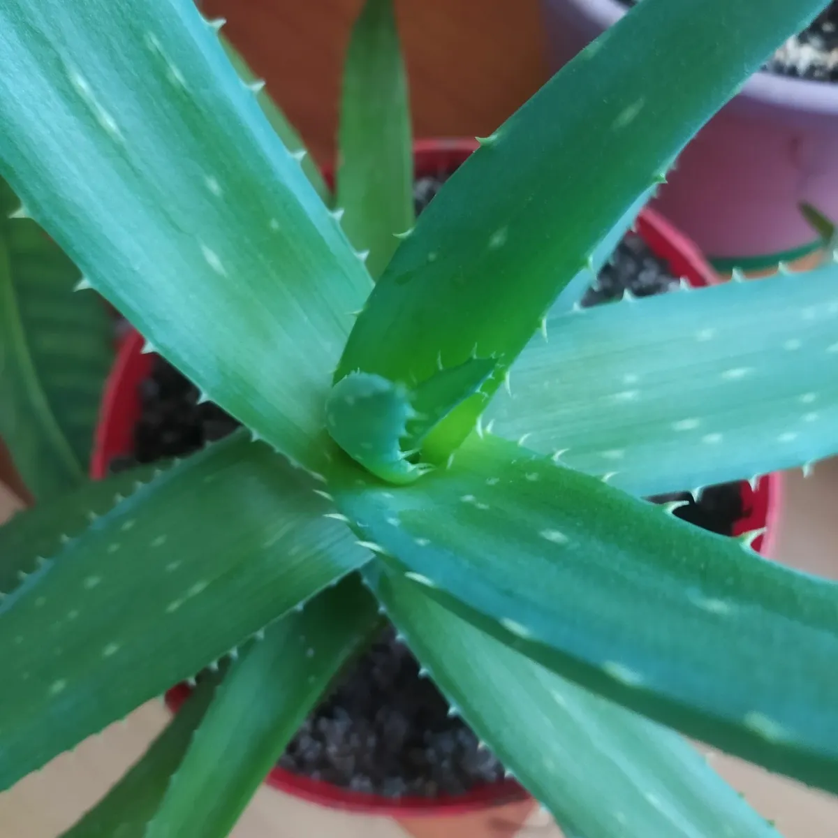Aloe - Image 4