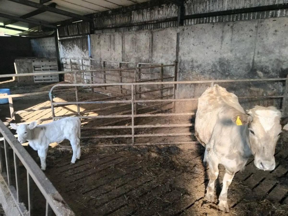 Cow and calf - Image 1