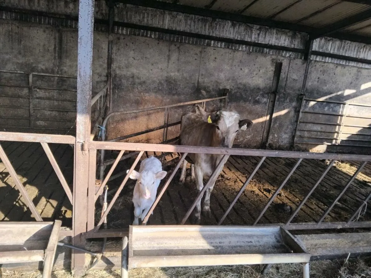Cow and calf - Image 2