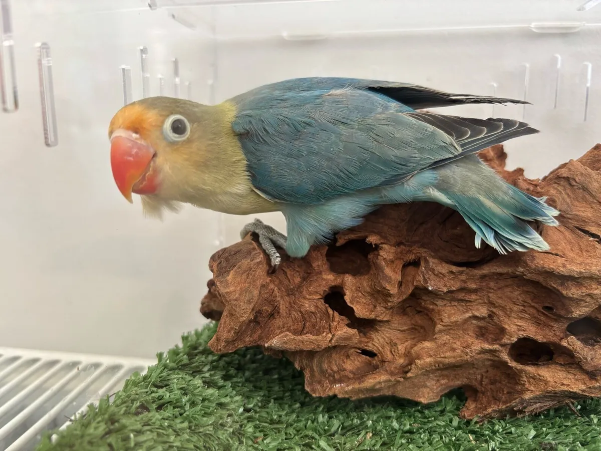 Beautiful Opaline Fischers Lovebird!!! - Image 3