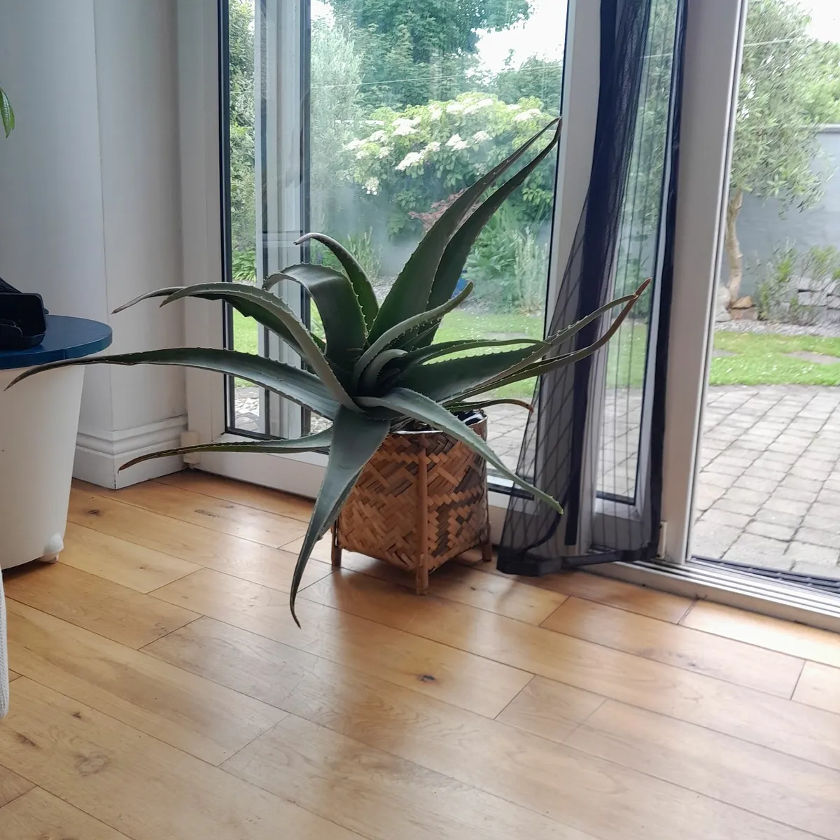 Aloe Vera house plant with wicker pot - Image 1