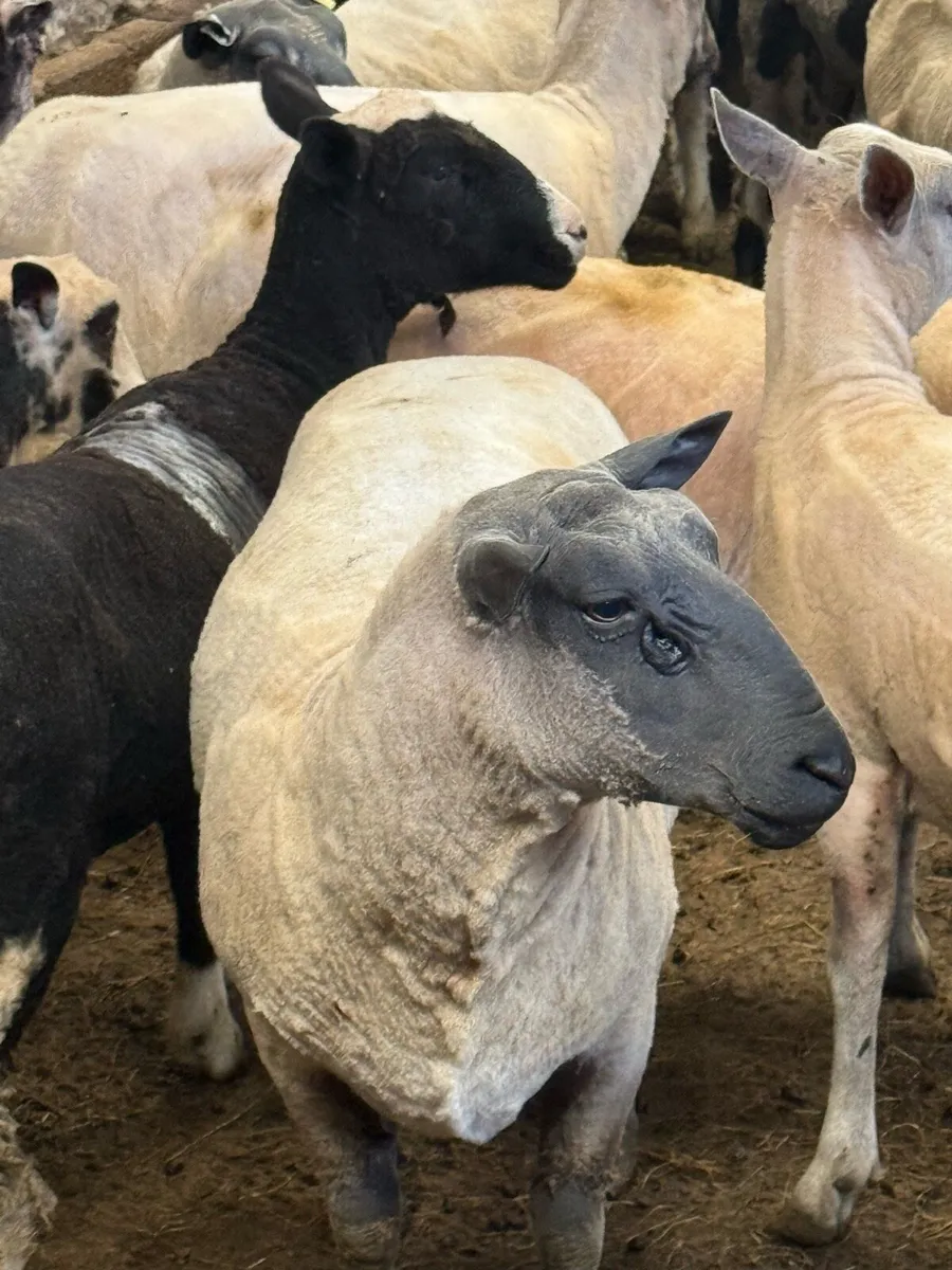 Bleu Du Maine Ram - Image 3