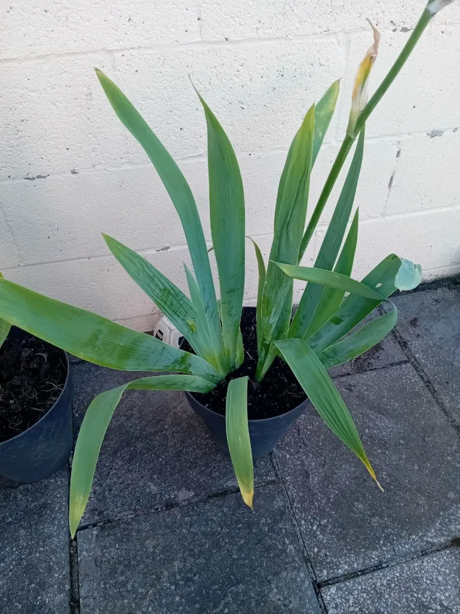 3 potted iris all together - Image 1