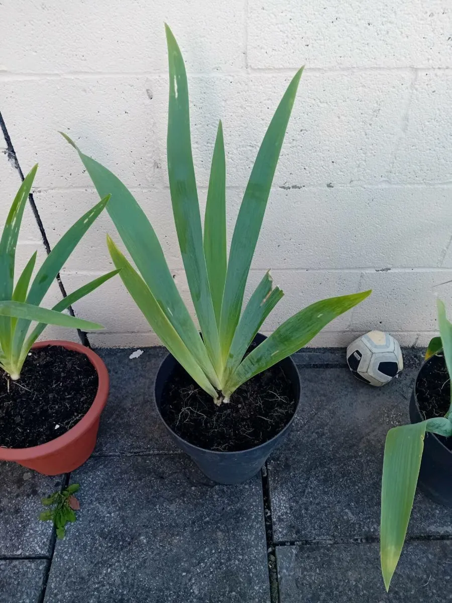 3 potted iris all together - Image 2