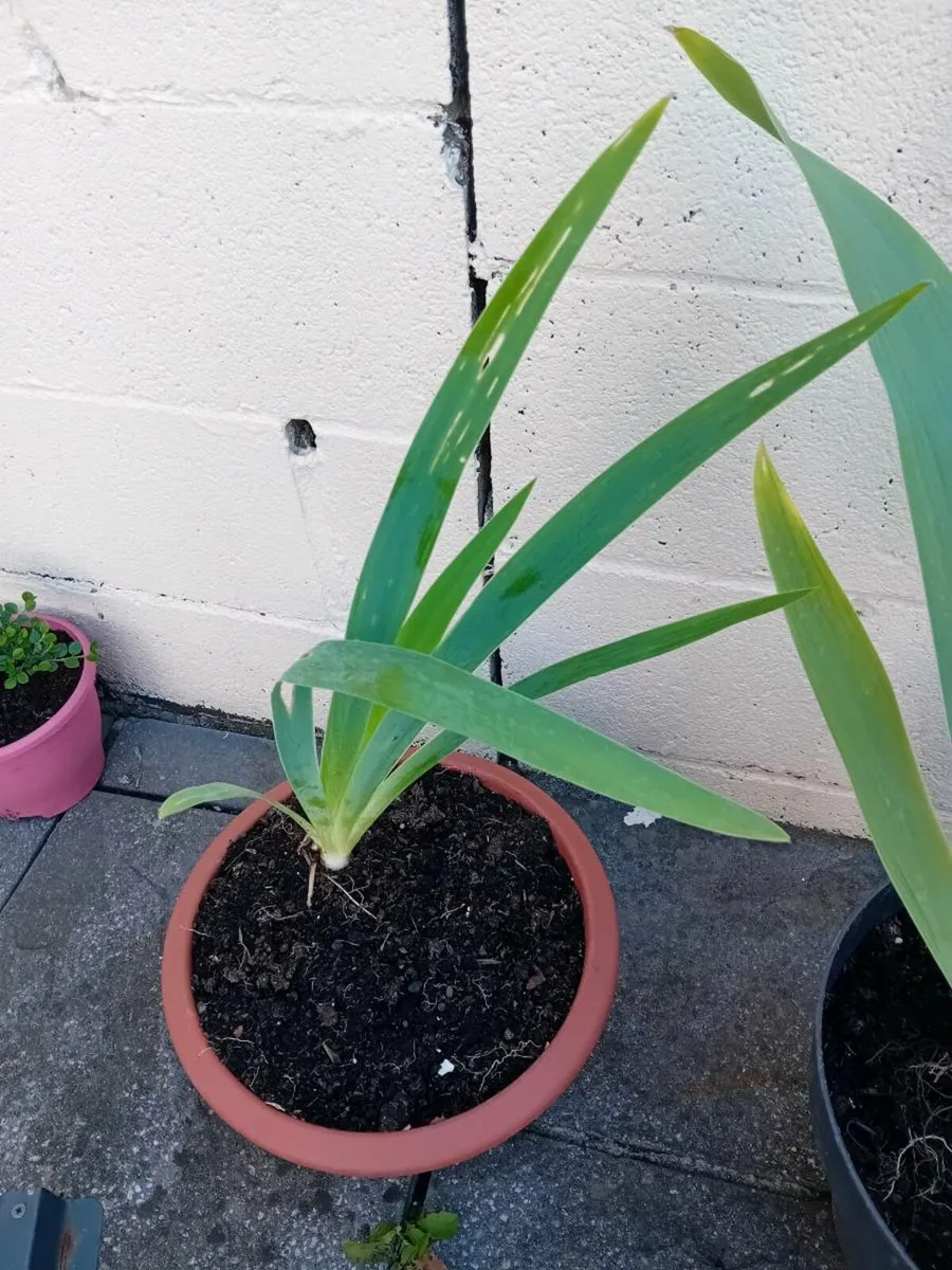 3 potted iris all together - Image 3