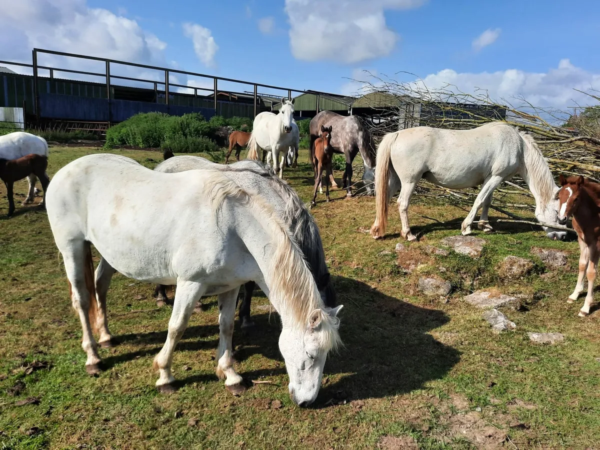 Connemara Mares  with foals