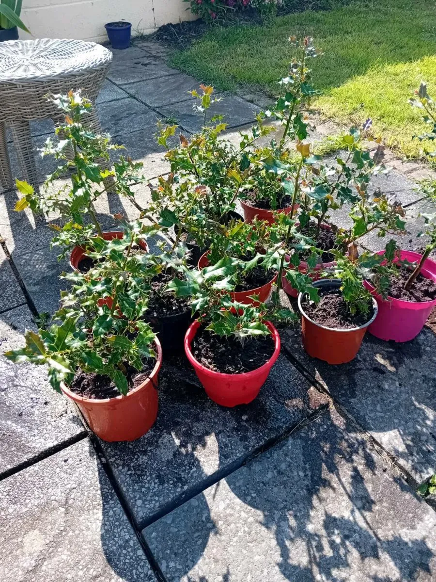 Holly trees 5 euros each - Image 3