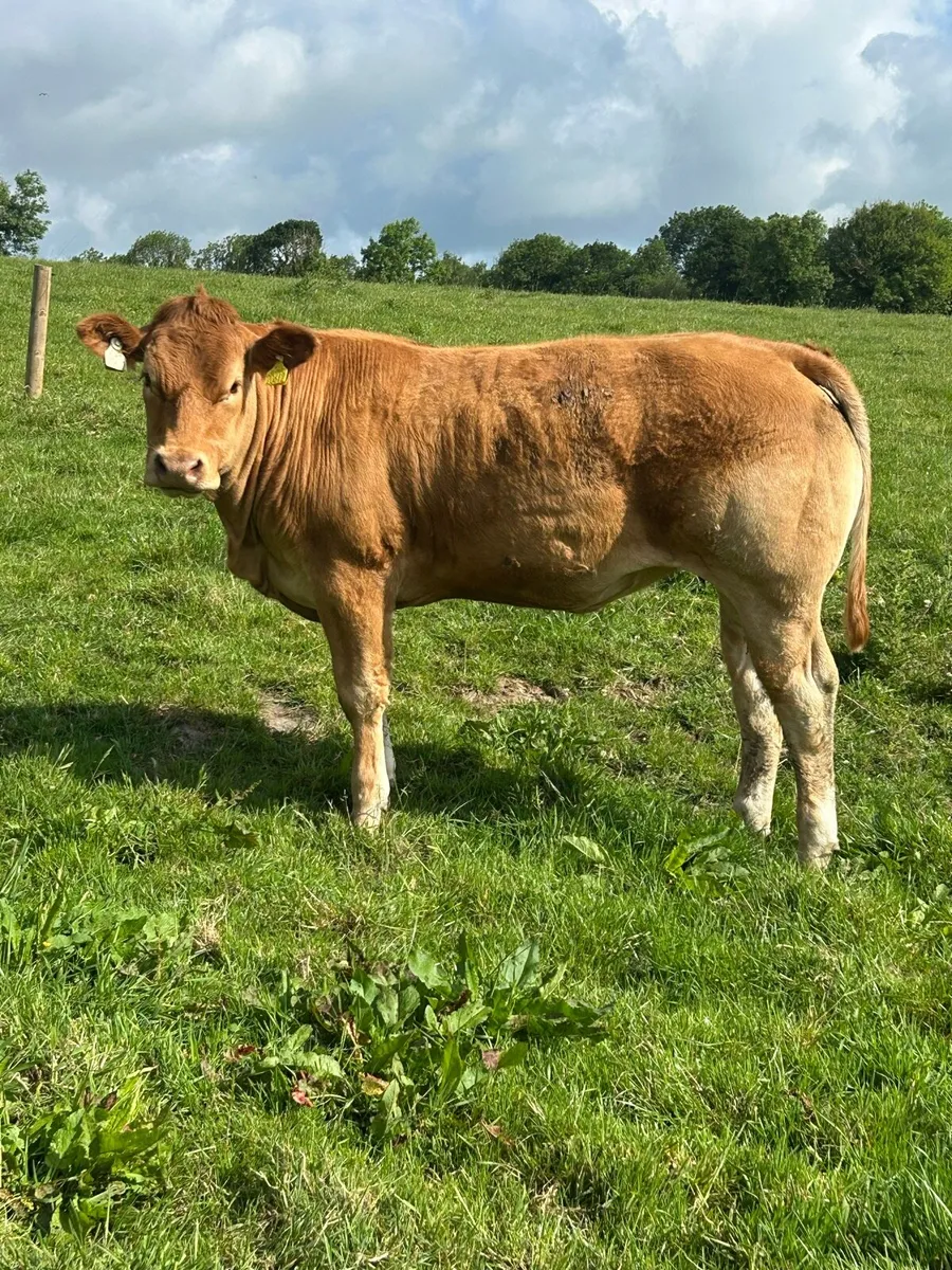 5 star PBR Heifers - Image 1