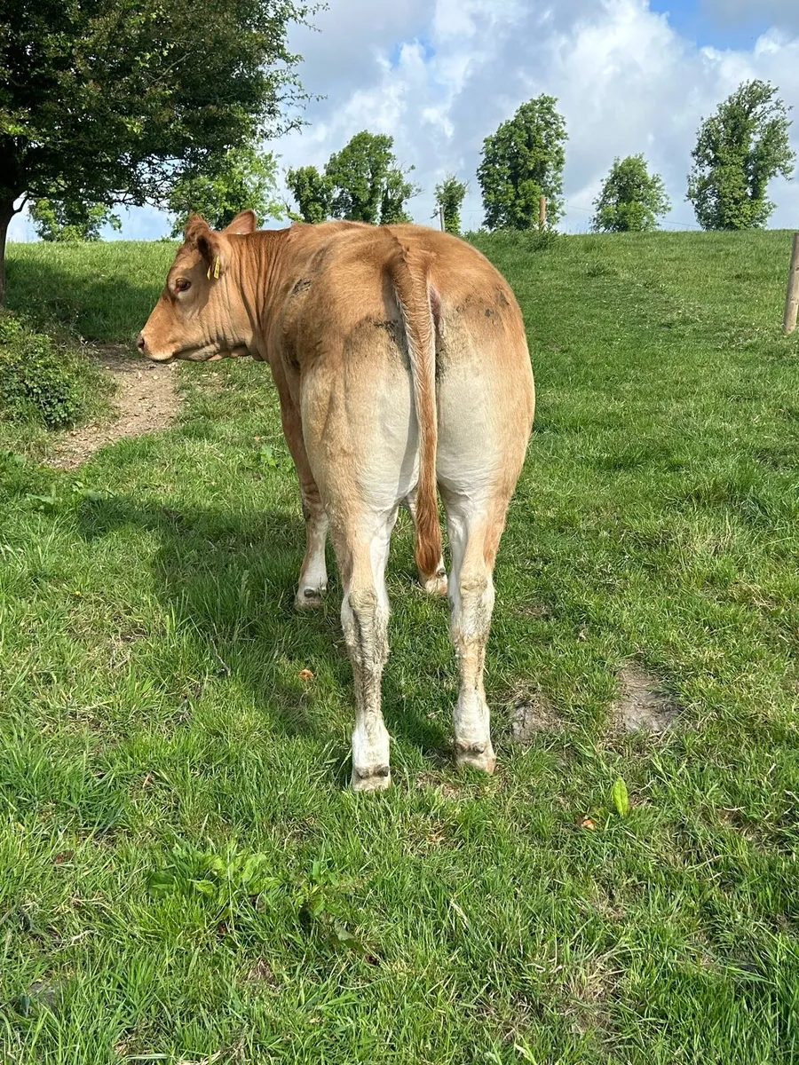 5 star PBR Heifers - Image 2