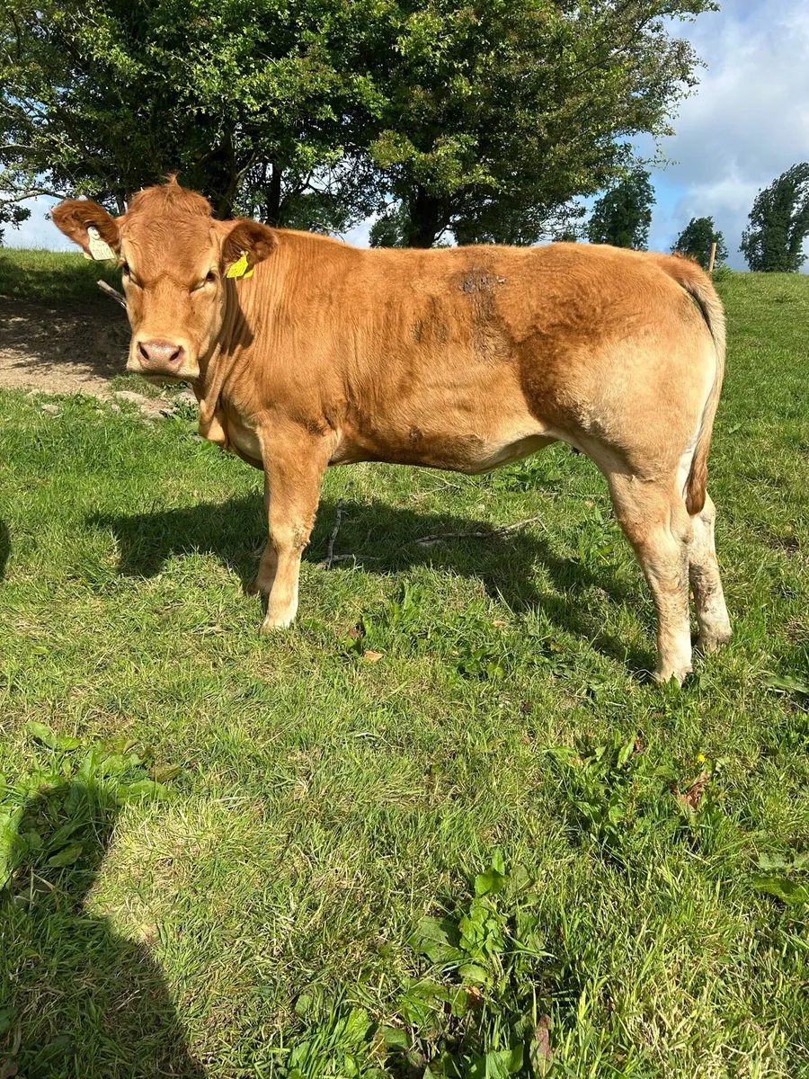 5 star PBR Heifers - Image 3
