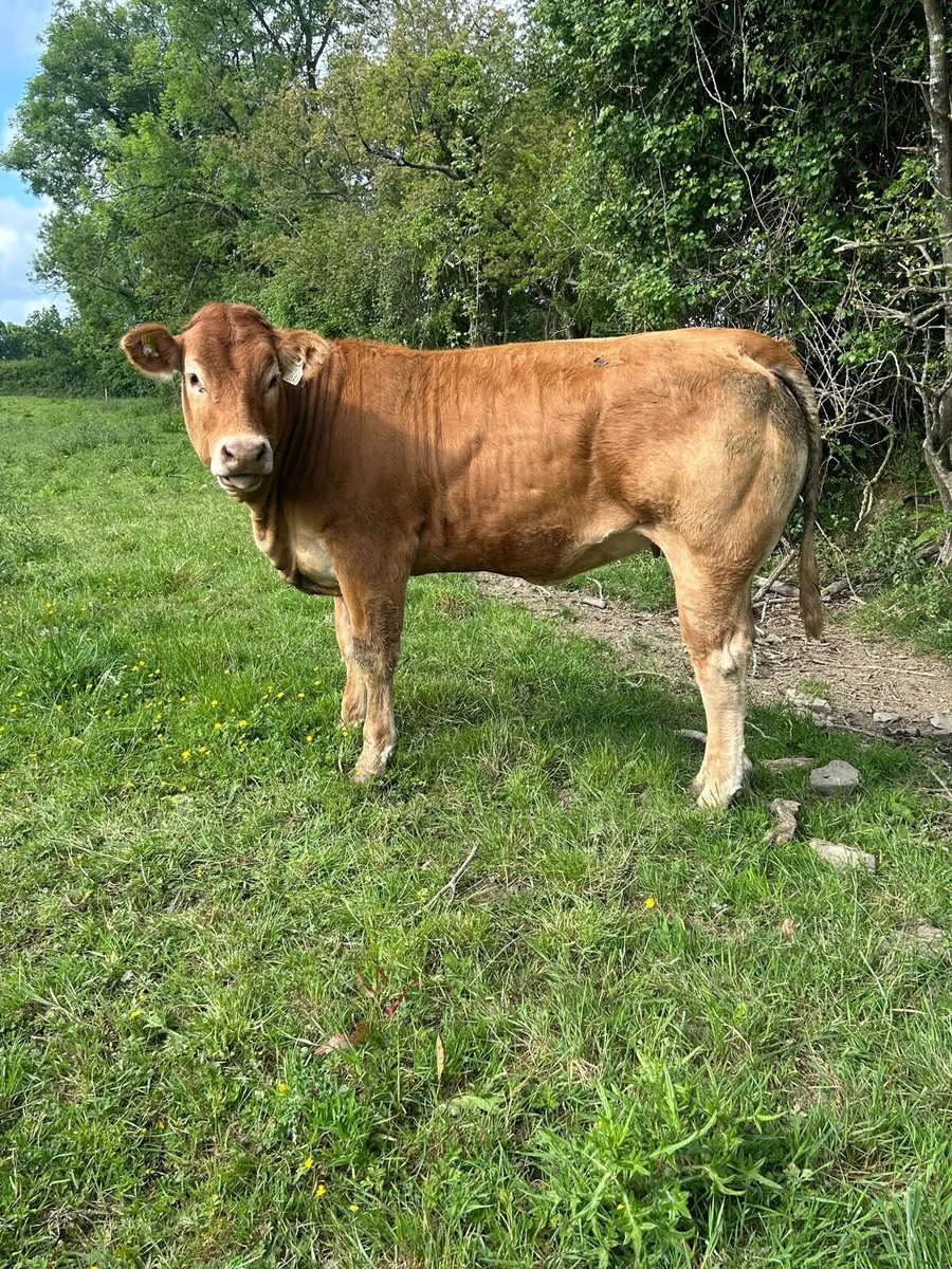 5 star PBR Heifers - Image 1