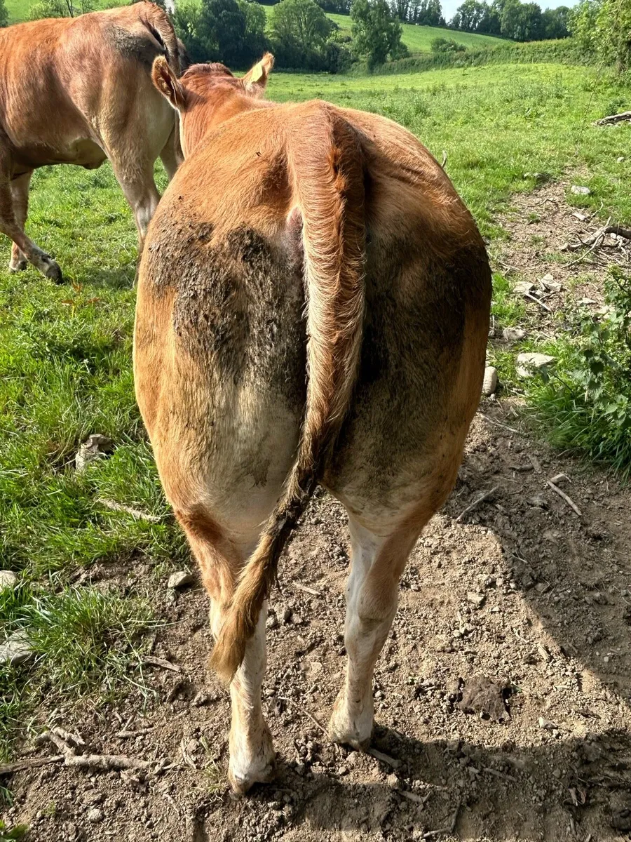 5 star PBR Heifers - Image 3