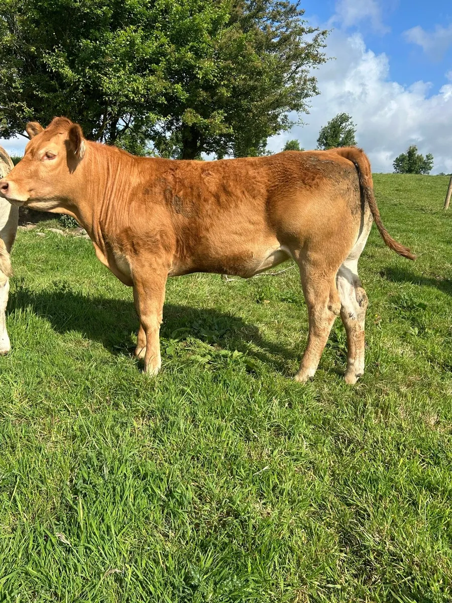 5 star PBR Heifers - Image 4