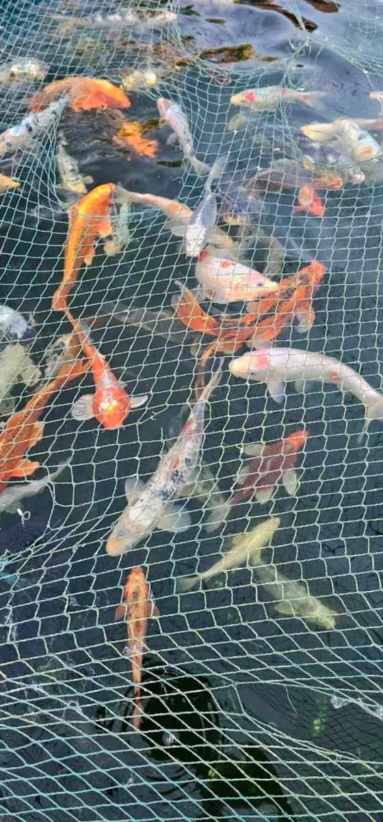 Koi for sale - Image 1