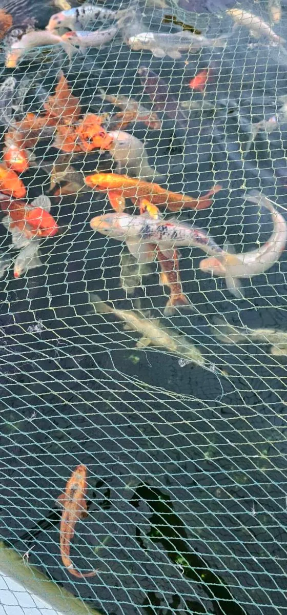 Koi for sale - Image 2