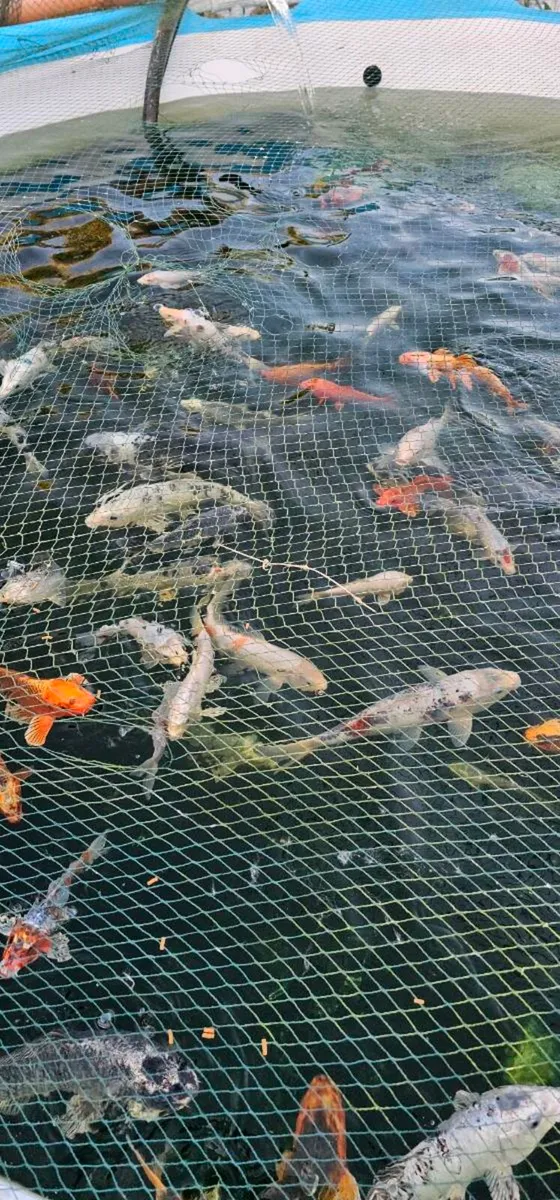 Koi for sale - Image 3