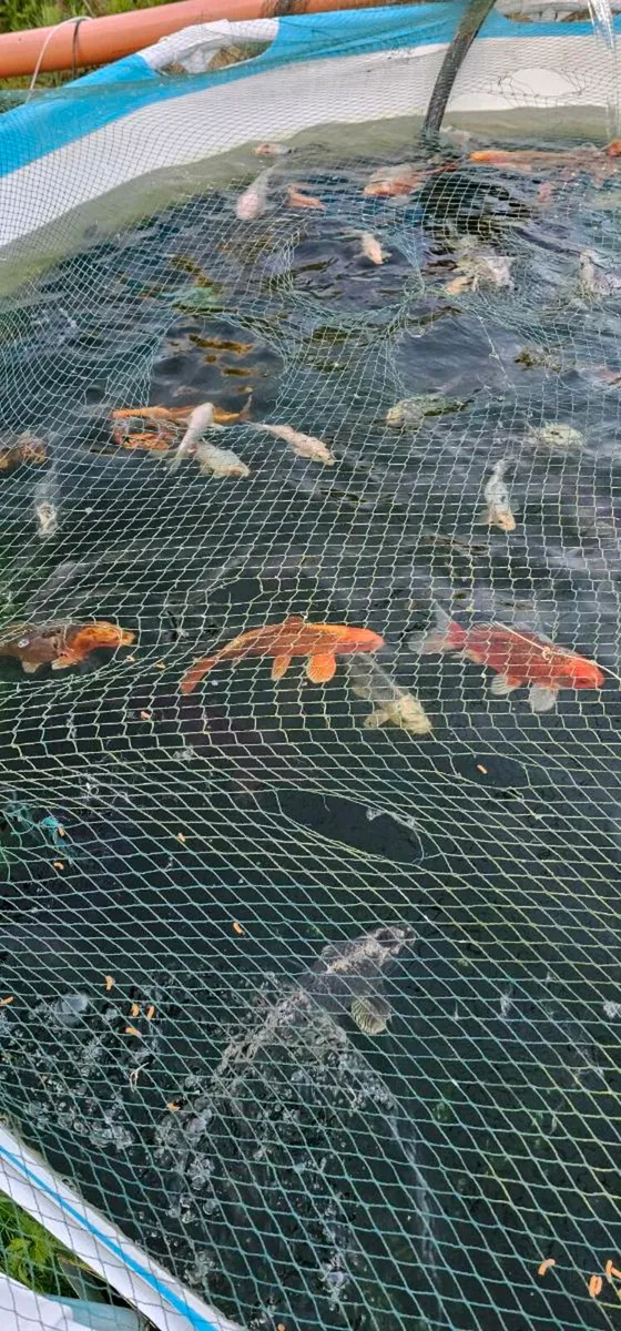 Koi for sale - Image 4