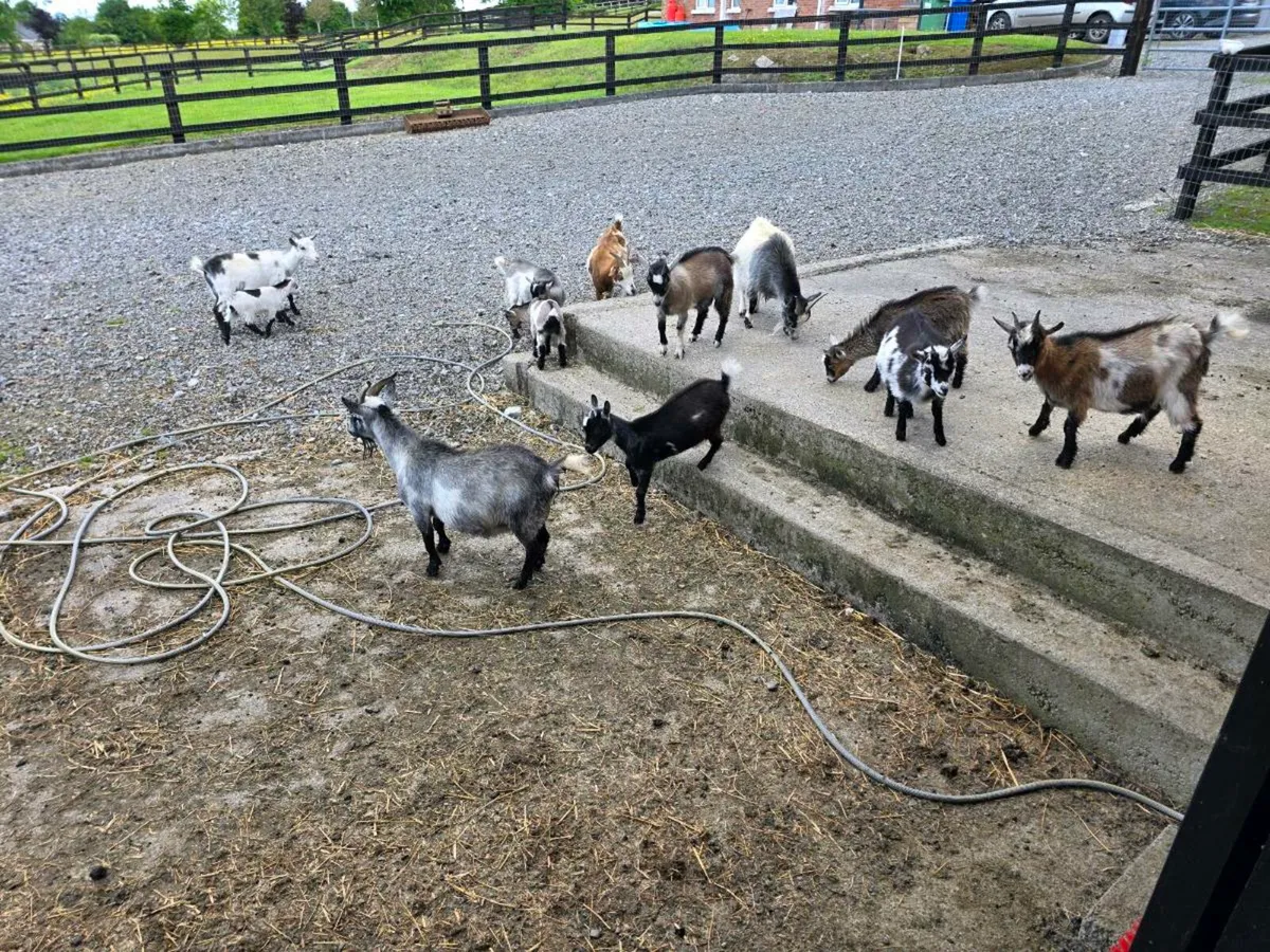 Pygmy goats male and female - Image 1
