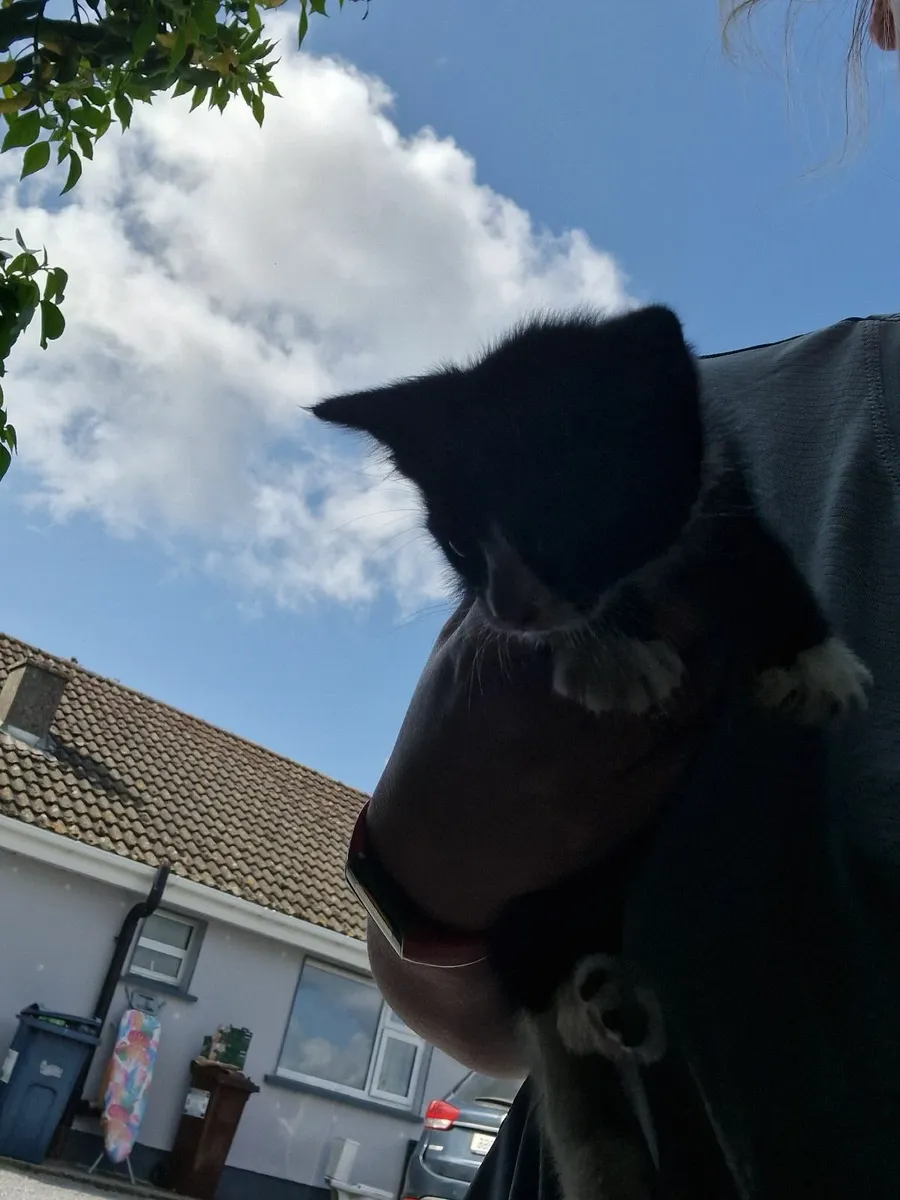 Kittens - Image 1