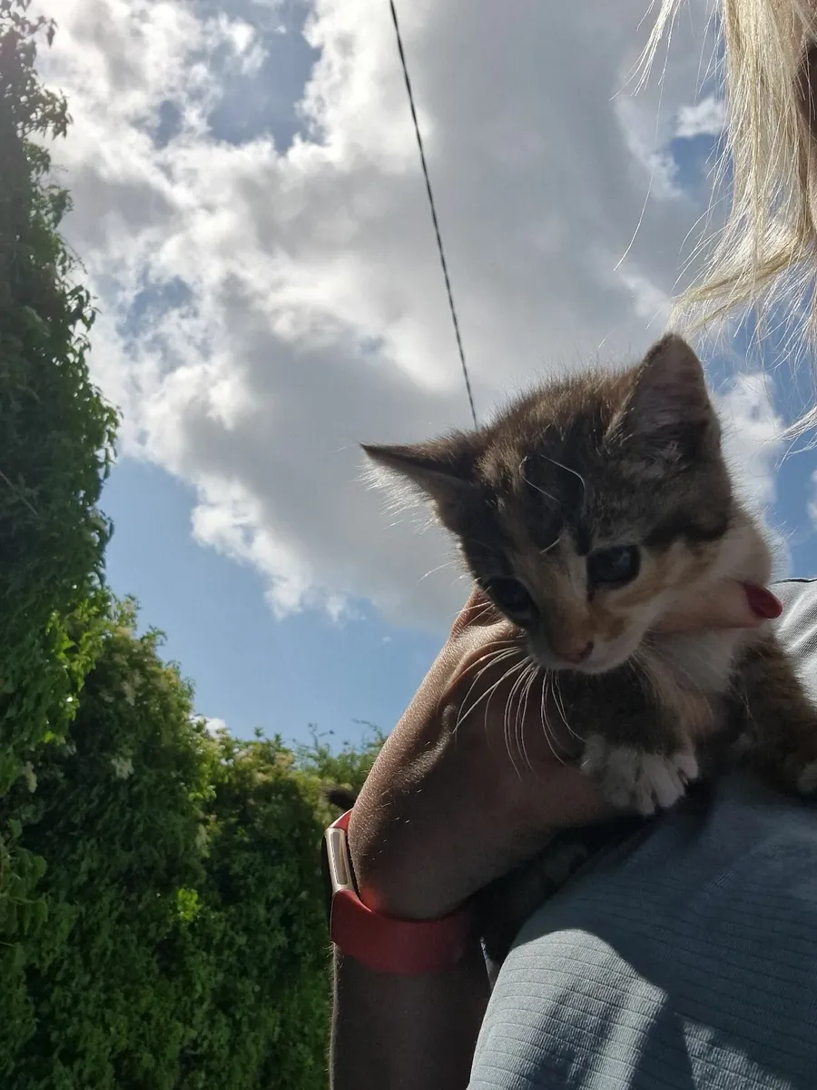 Kittens - Image 2