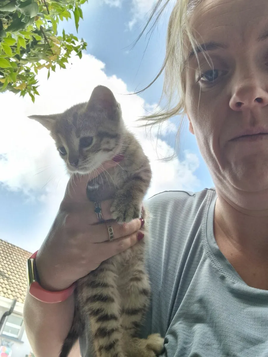 Kittens - Image 3