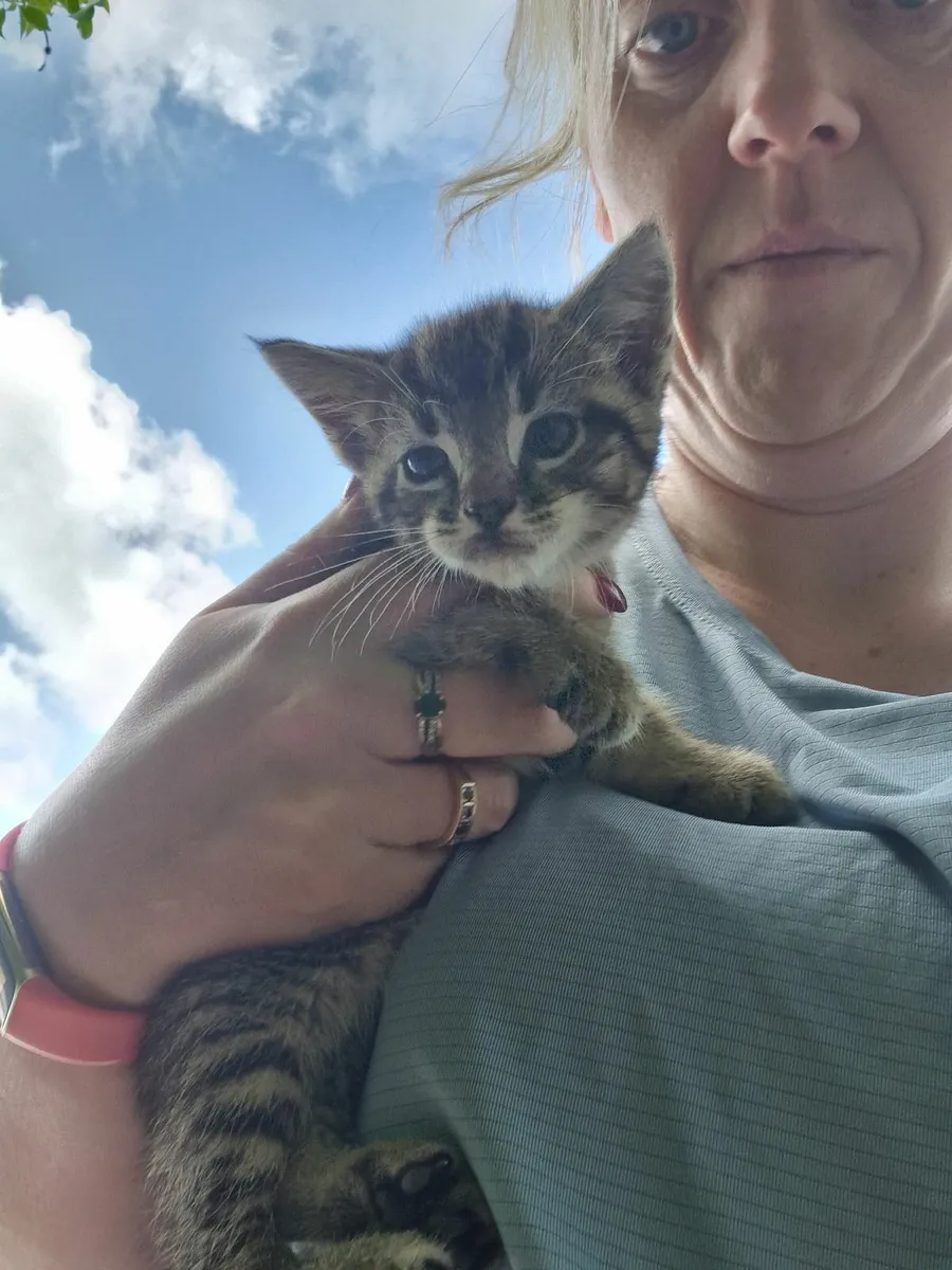 Kittens - Image 4