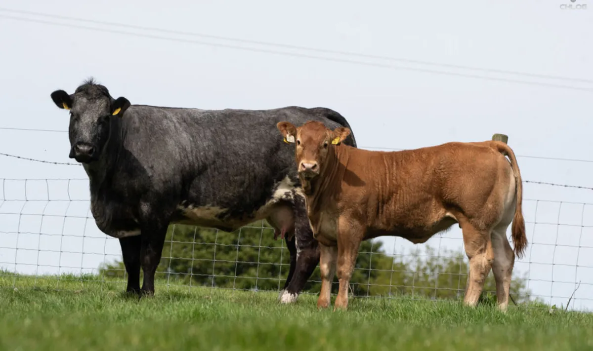 BBX cows with calves at foot - Image 1