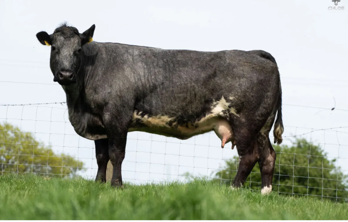 BBX cows with calves at foot - Image 2