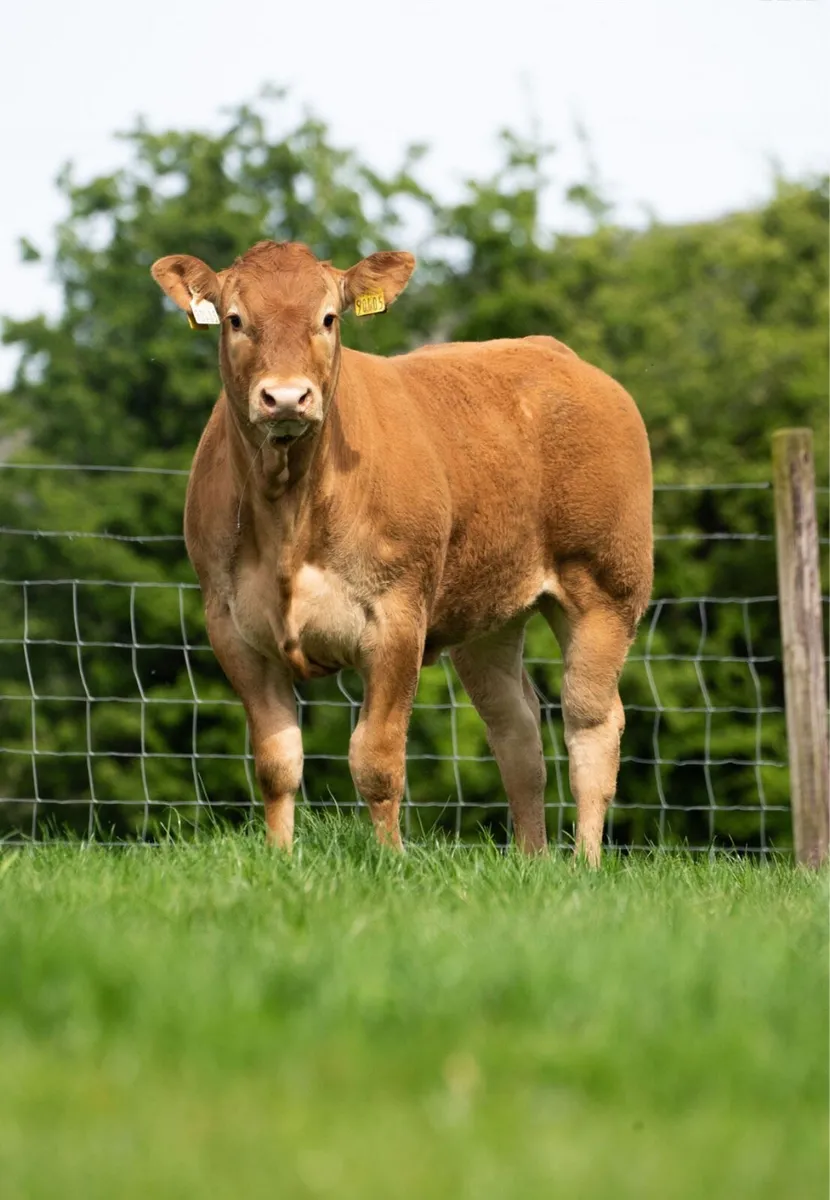 BBX cows with calves at foot - Image 3
