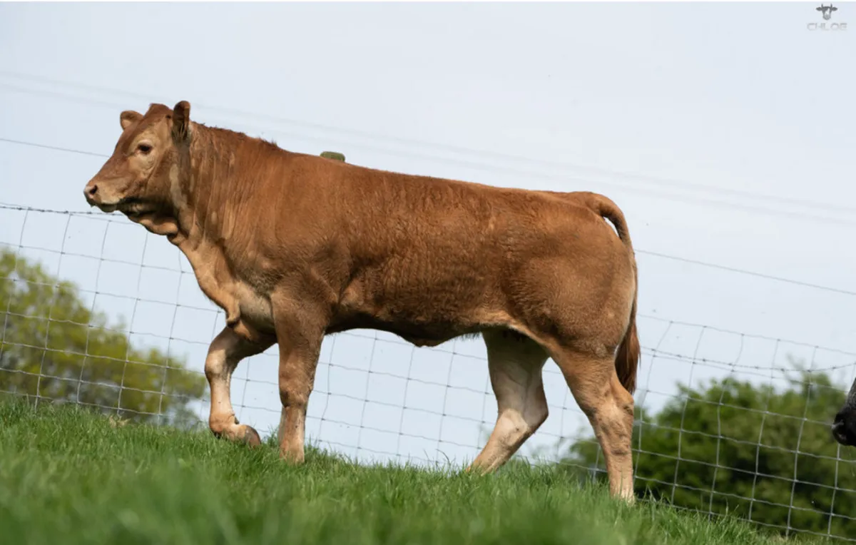 BBX cows with calves at foot - Image 4
