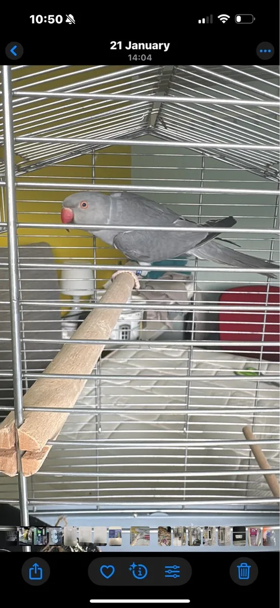 Ringneck - Image 1